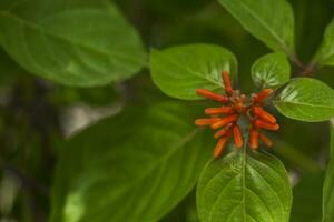 rojo naranja pequeño linda palo varilla forma aromático flor hojas cuchillas formar con verde hojas foto