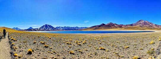 Miscanti Altiplanic Lagoon in the Atacama Desert - San Pedro de Atacama. photo