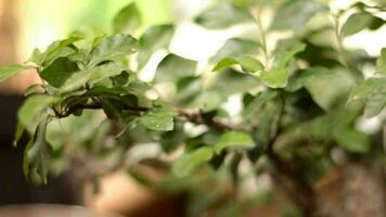 natuur achtergrond, dichtbij omhoog van groen bladeren van bonsai boom. video