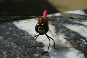 red dragonfly on marble table photo