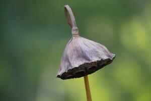 lotus plants at the end of the season photo