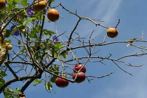 Fruta madurez en el árbol antes de cosecha foto