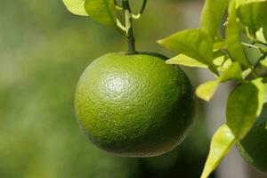 citrus fruit ripening on the tree photo