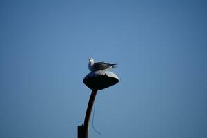 a seagull sitting on top of a lamp post photo