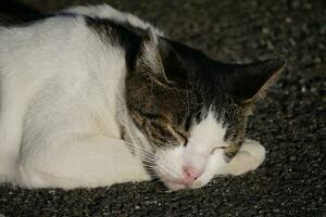 a cat is sleeping on the ground photo