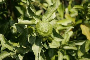 citrus fruit ripening on the tree photo