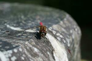 red dragonfly on marble table photo