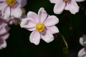 beautiful flowers growing in nature photo