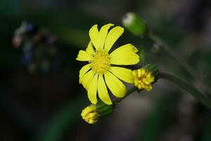 un amarillo flor con verde tallos y amarillo pétalos foto