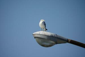 a seagull is perched on a street light pole photo