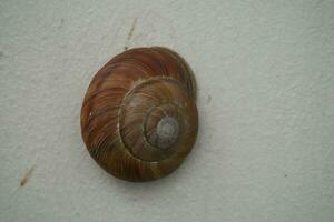 a large brown snail on the wall of a building photo