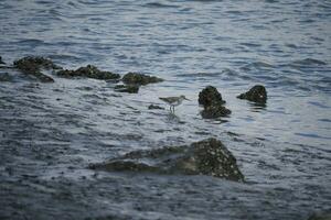 sandpiper on the mudflats in the river photo