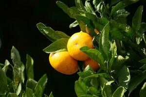 citrus fruit ripening on the tree photo