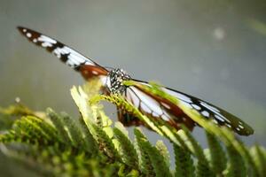 mariposa descansando en el jardín foto