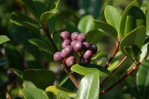 a cluster of purple berries on a tree photo