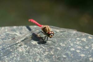 red dragonfly on marble table photo