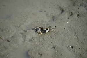 crabs on the mudflats photo