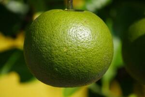 citrus fruit ripening on the tree photo