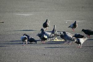 un grupo de palomas son comiendo tallarines foto