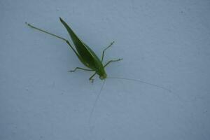 a grasshopper on the wall photo