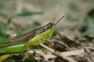 a grasshopper in a field photo
