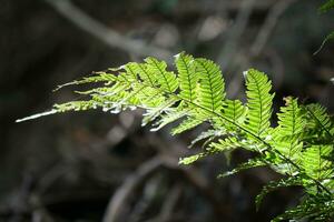 un retroiluminado helecho hoja en el bosque foto