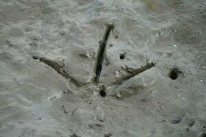 a bird's footprint in the sand photo