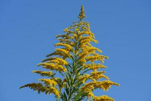 a tall yellow flower with a blue sky in the background photo