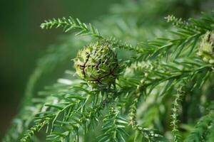 a close up of a young green pine cone photo