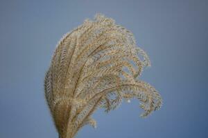 a close up of a plant with long, brown feather-like plumes photo