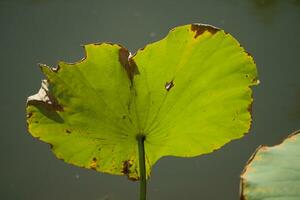 lotus plants at the end of the season photo