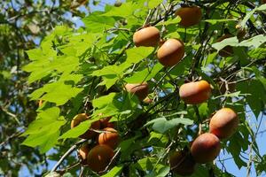 Fruta madurez en el árbol antes de cosecha foto