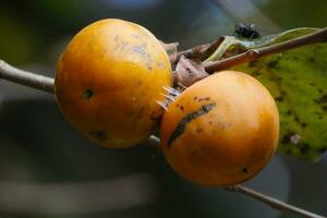 two yellow fruits on a branch with leaves photo