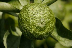 citrus fruit ripening on the tree photo