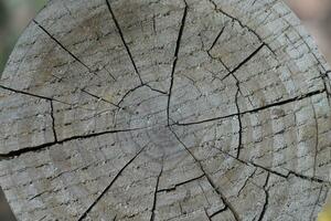 a close up of a tree stump with a circular cut photo