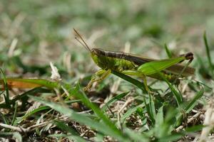 un saltamontes en un campo foto