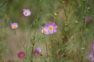 cosmos en el prado foto