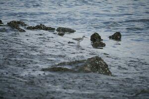 sandpiper on the mudflats in the river photo