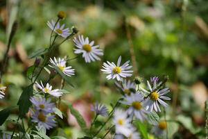 a group of purple flowers with yellow centers photo