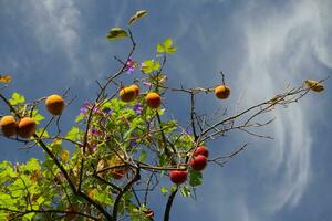 fruit ripening on the tree before harvest photo