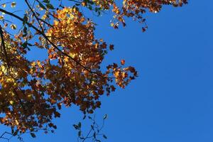 red tree leaves on blue sky photo