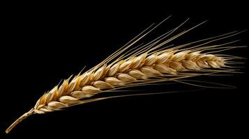 a single wheat ear on a black background photo