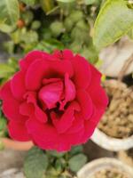 Home gardening, beautiful red rose flower photo