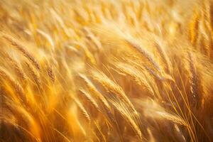 Amazing agriculture sunset landscape. Growth nature harvest. Wheat field natural product. Neural network AI generated photo