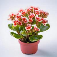 kalanchoe planta en maceta ai generativo foto