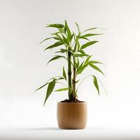 bamboo plant in pot isolated on white ai generative photo