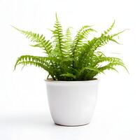 boston fern in pots AI Generative photo