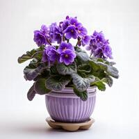 african violets in pots AI Generative photo