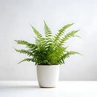 boston fern in pots AI Generative photo