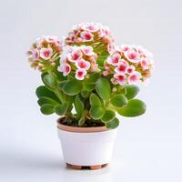 kalanchoe planta en maceta ai generativo foto